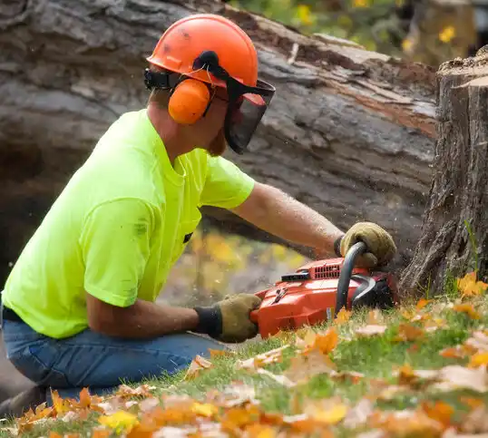 tree services Forman